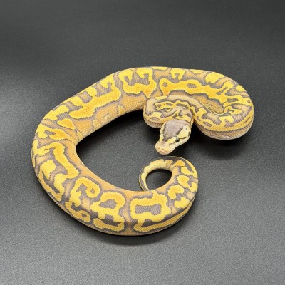 animal image