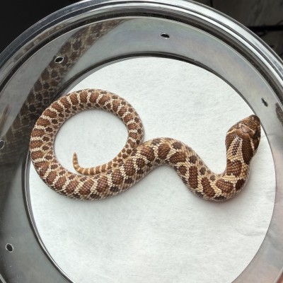 animal image