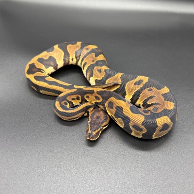 animal image