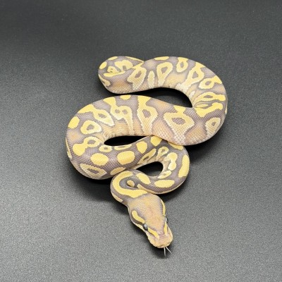 animal image