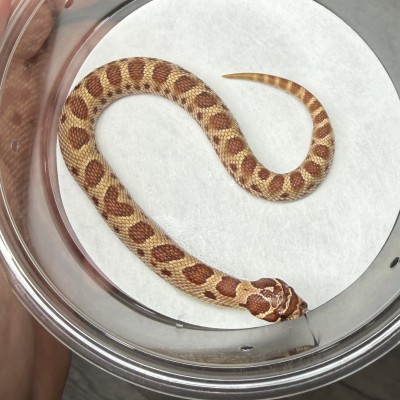 animal image