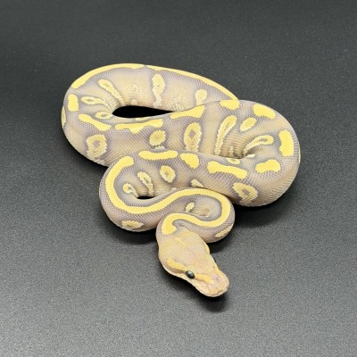 animal image