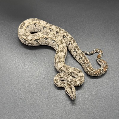 animal image