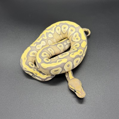 animal image