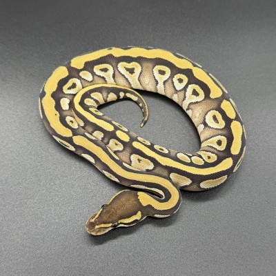 animal image