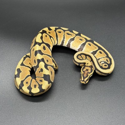 animal image