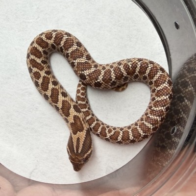 animal image