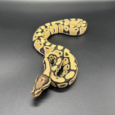 animal image