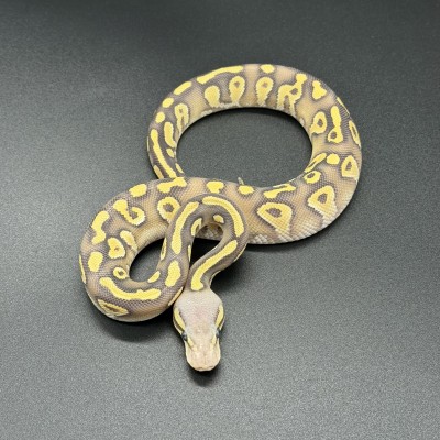 animal image