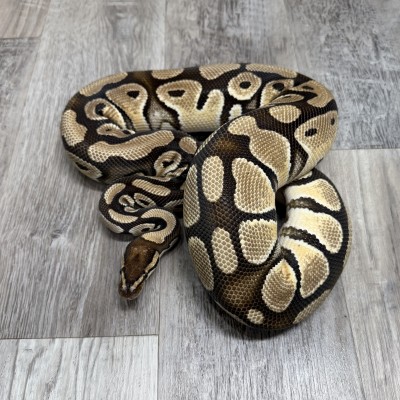animal image