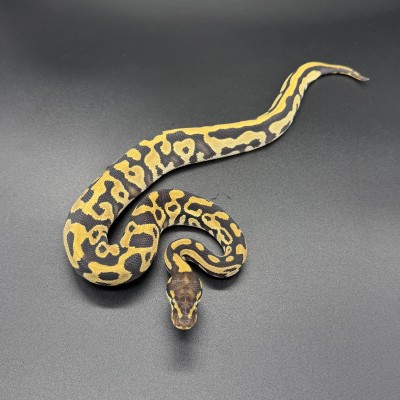 animal image