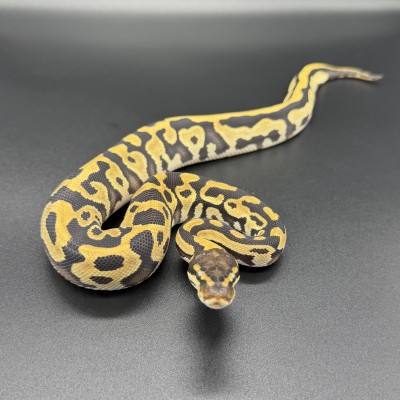 animal image