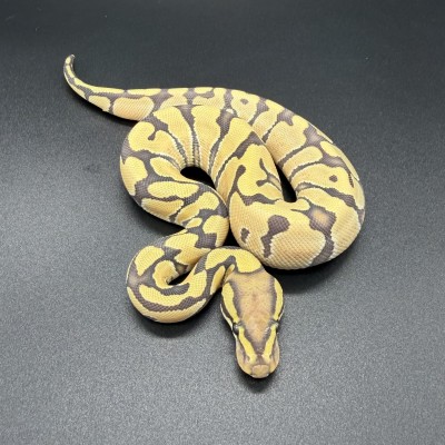 animal image