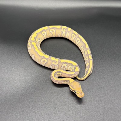 animal image