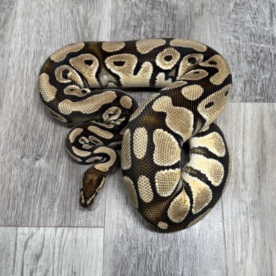 animal image