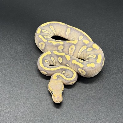 animal image
