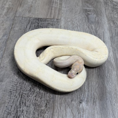 animal image