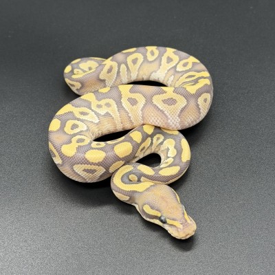 animal image