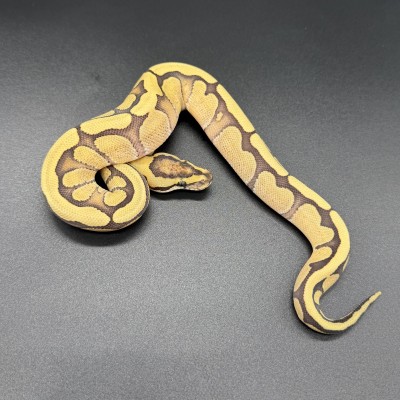 animal image