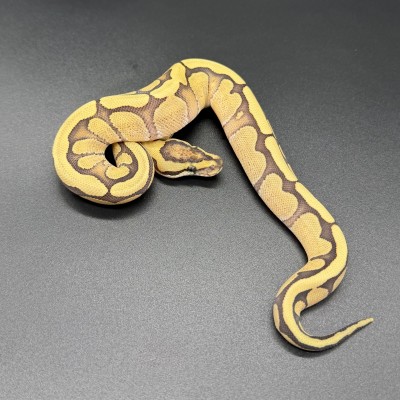 animal image
