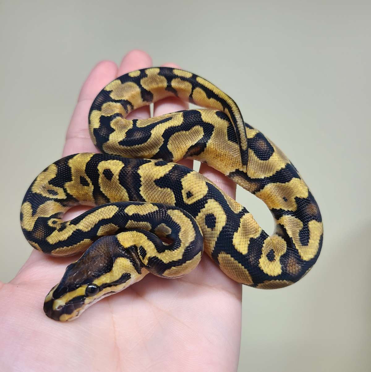 animal image