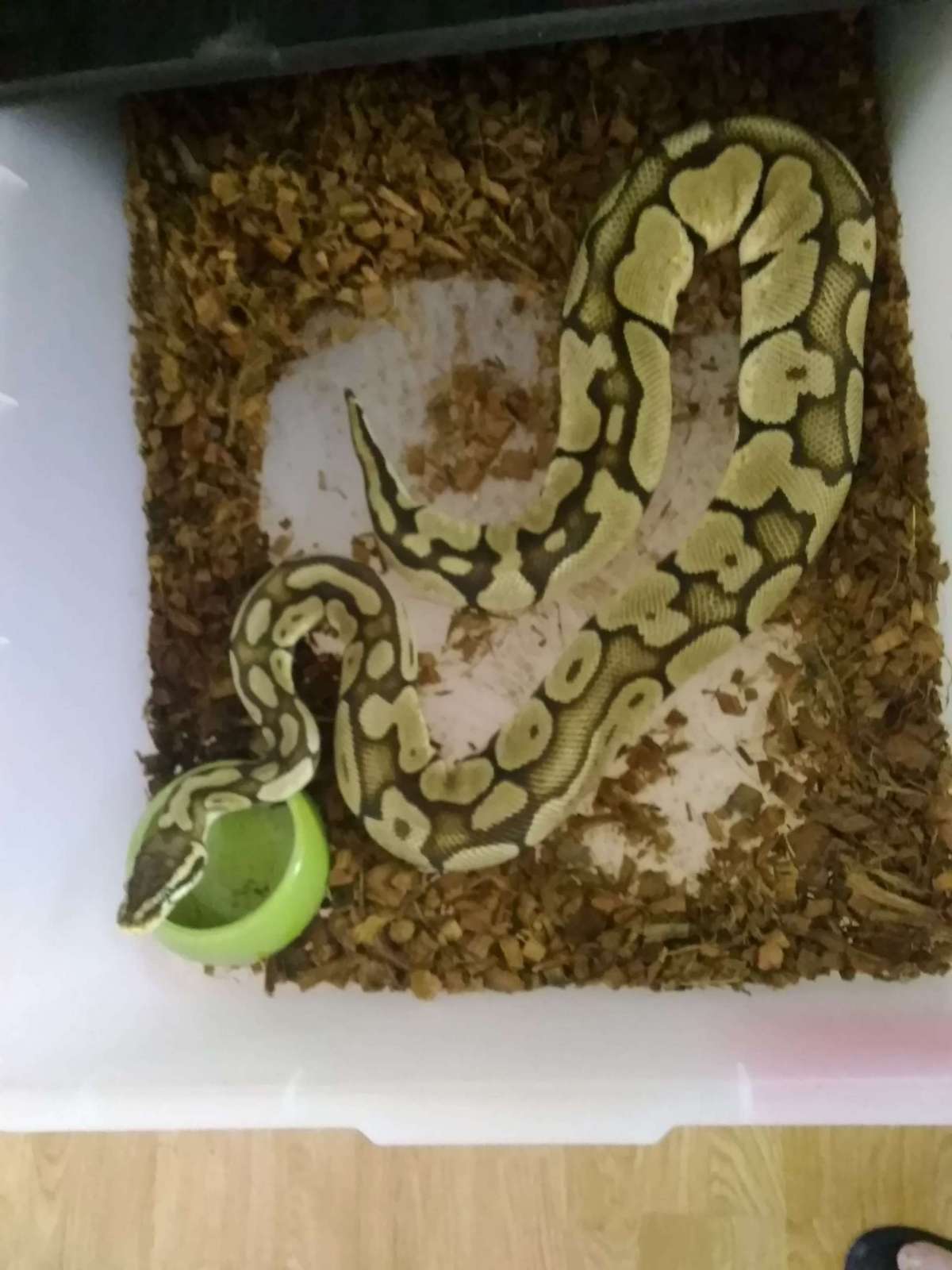 BP 111
