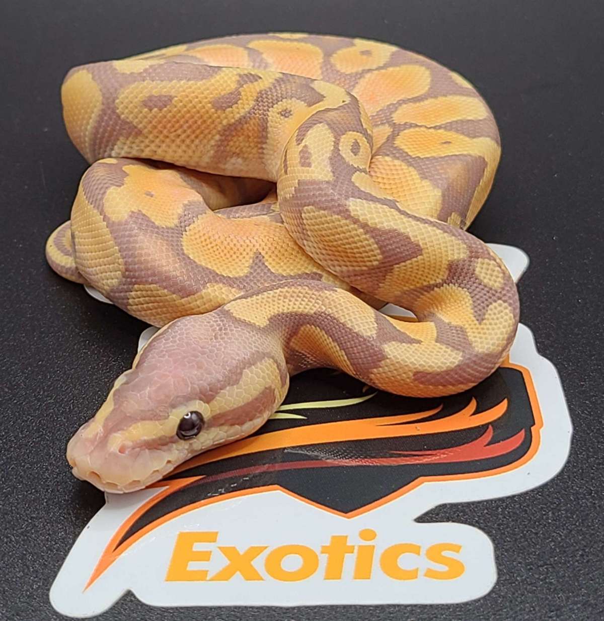 animal image
