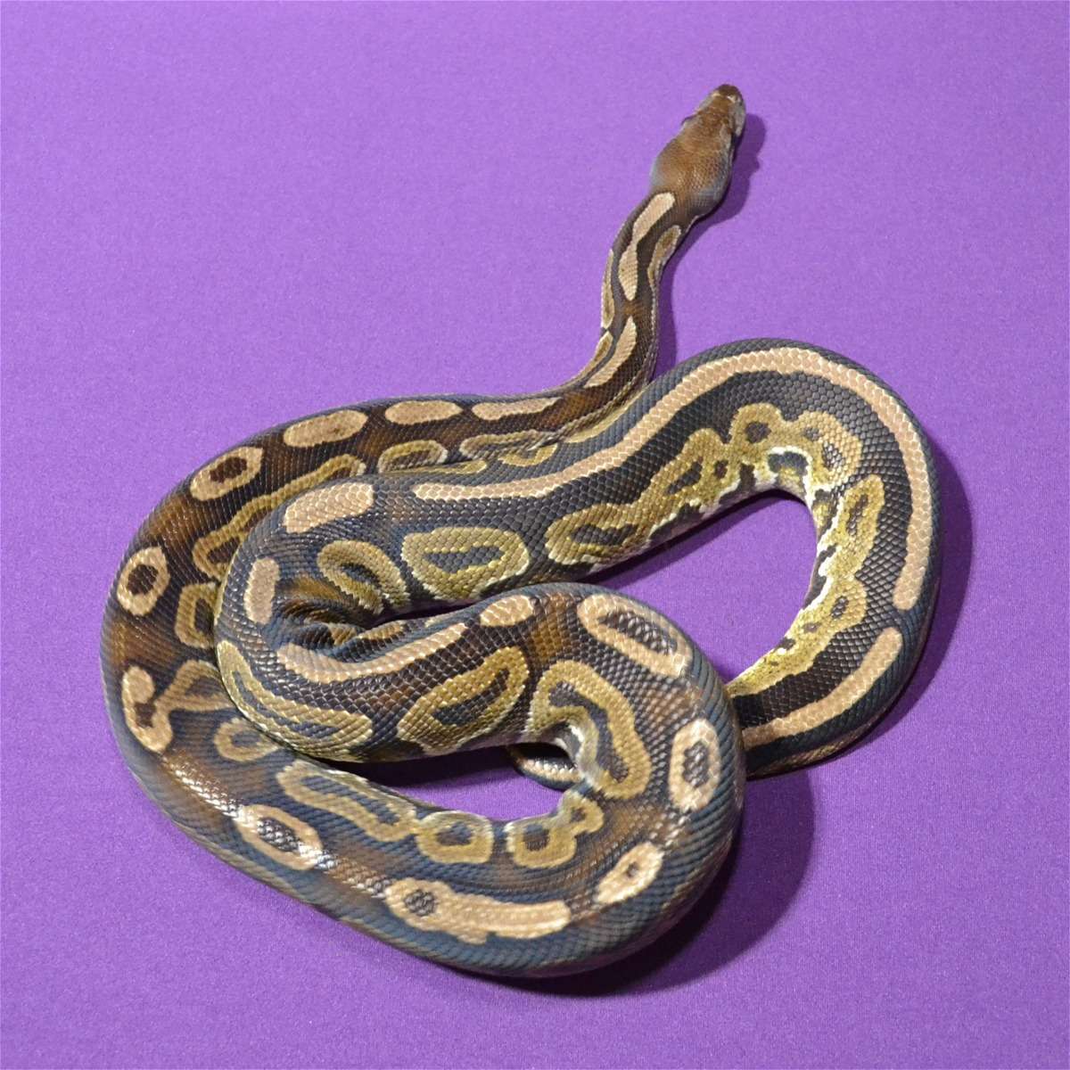 animal image