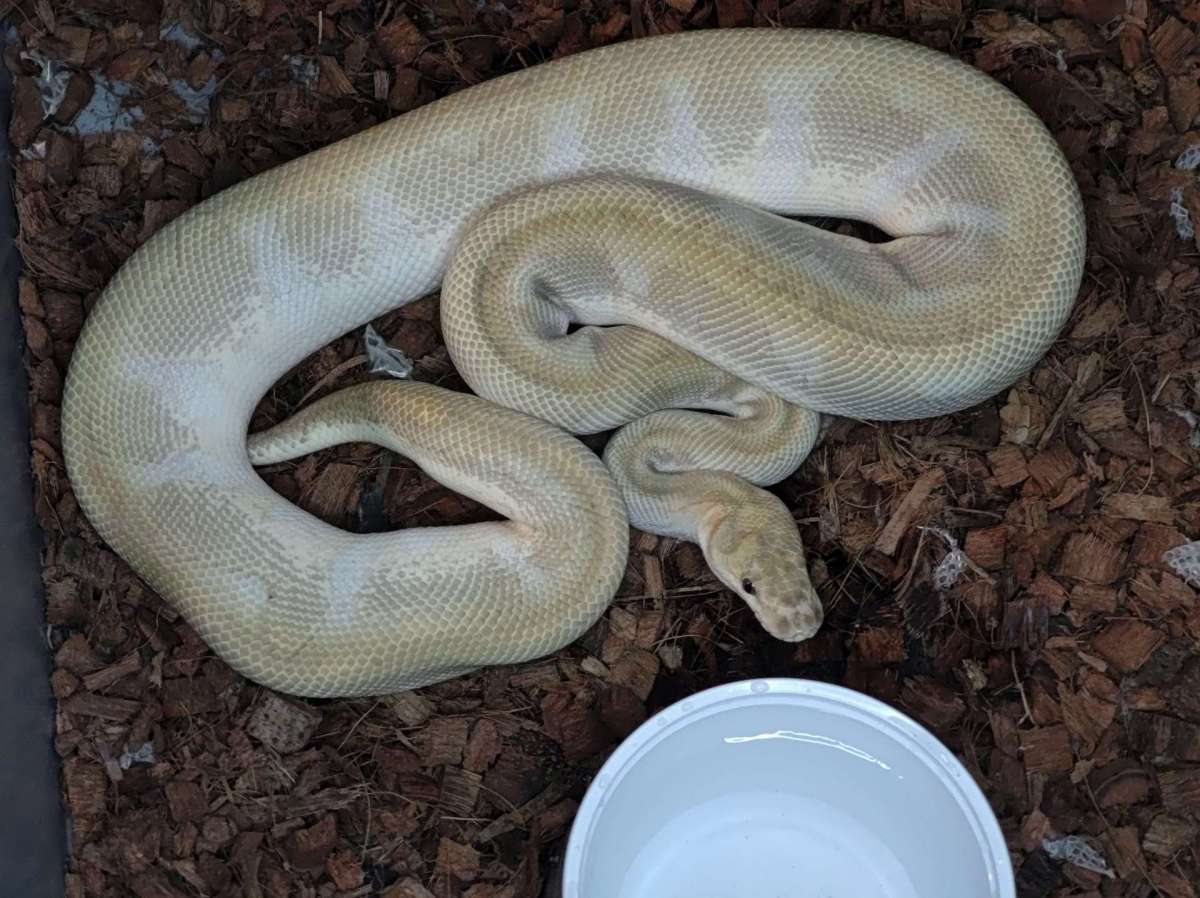 Osiris