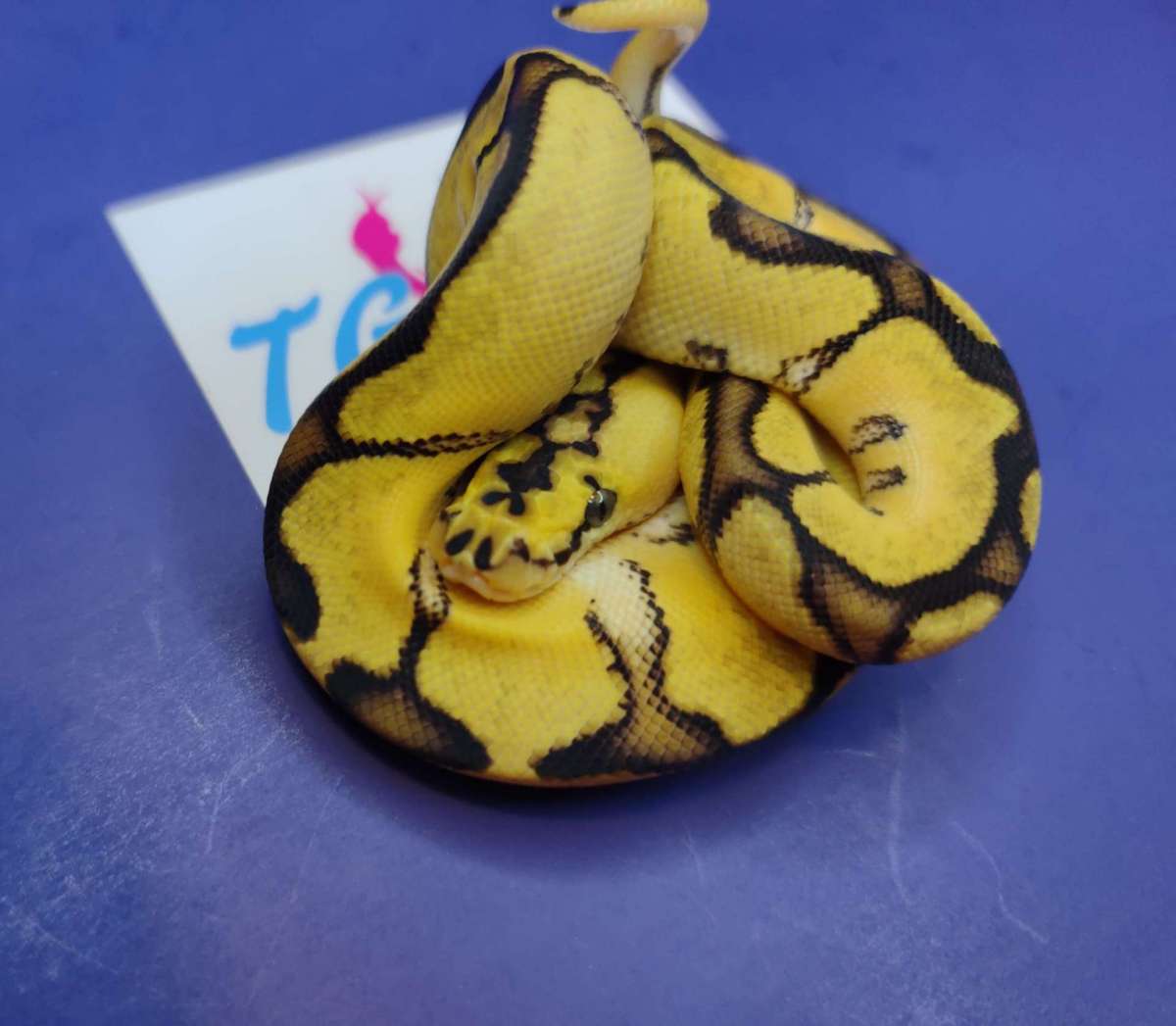 animal image