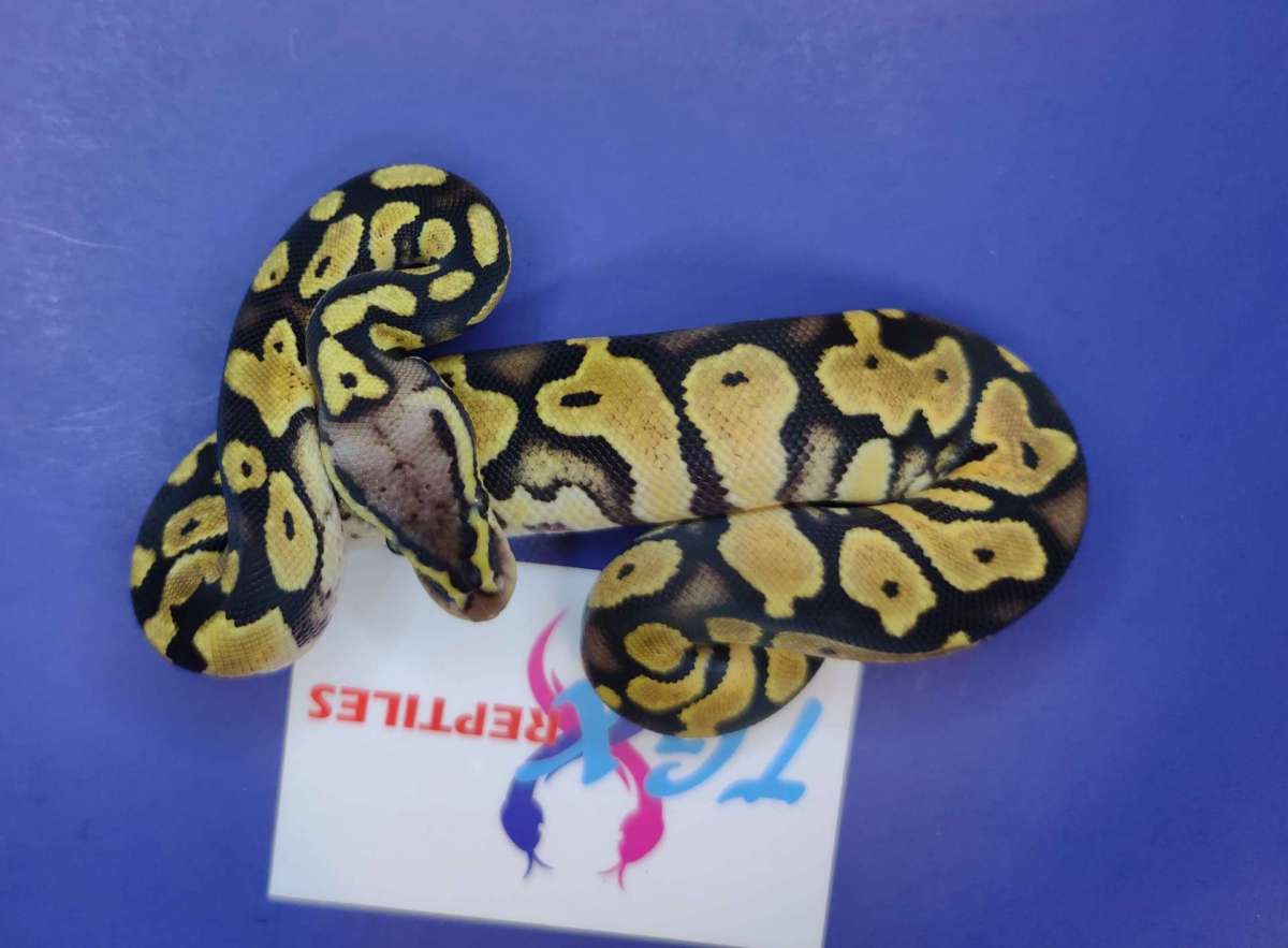 animal image