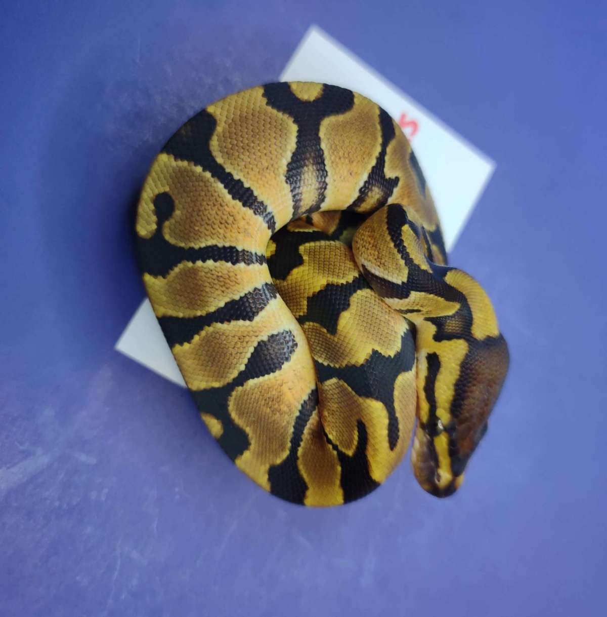 animal image