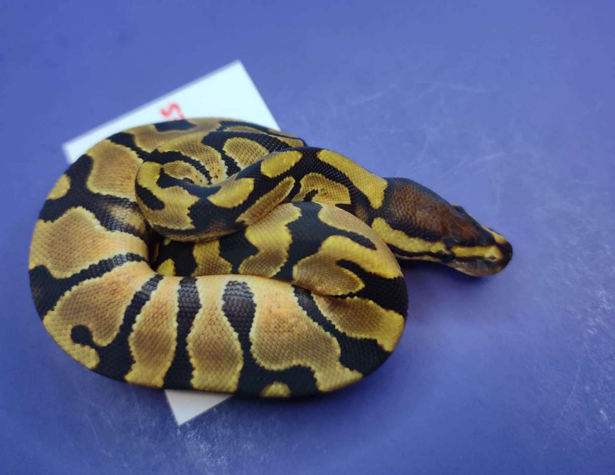 animal image