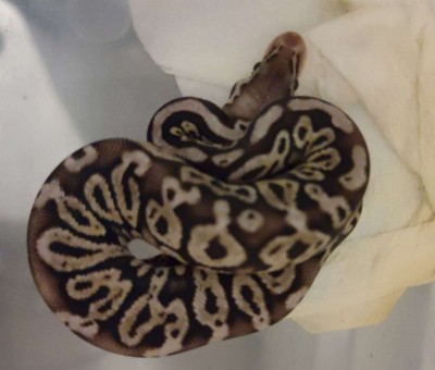 animal image