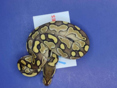 animal image