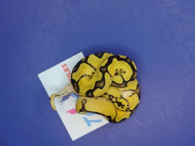 animal image