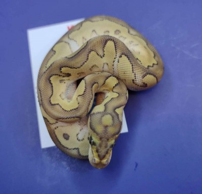 animal image