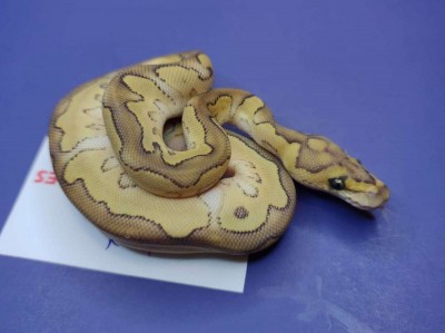 animal image