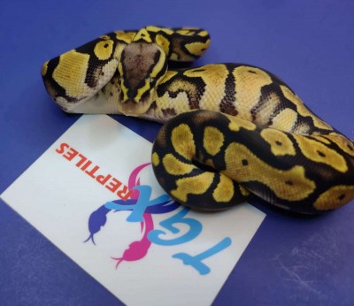animal image