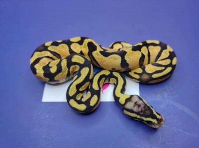 animal image