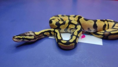 animal image