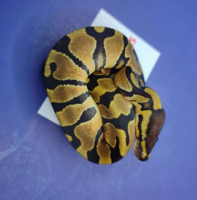 animal image