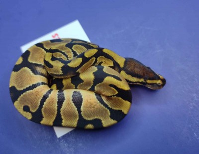 animal image