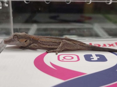 animal image