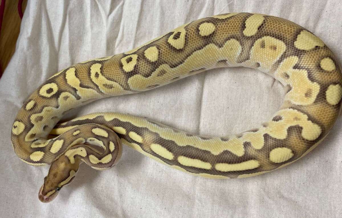animal image