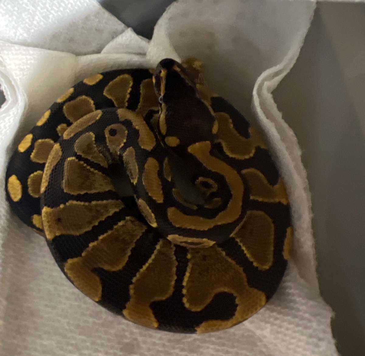 2023-ACQ-11 Yb dh clown pied