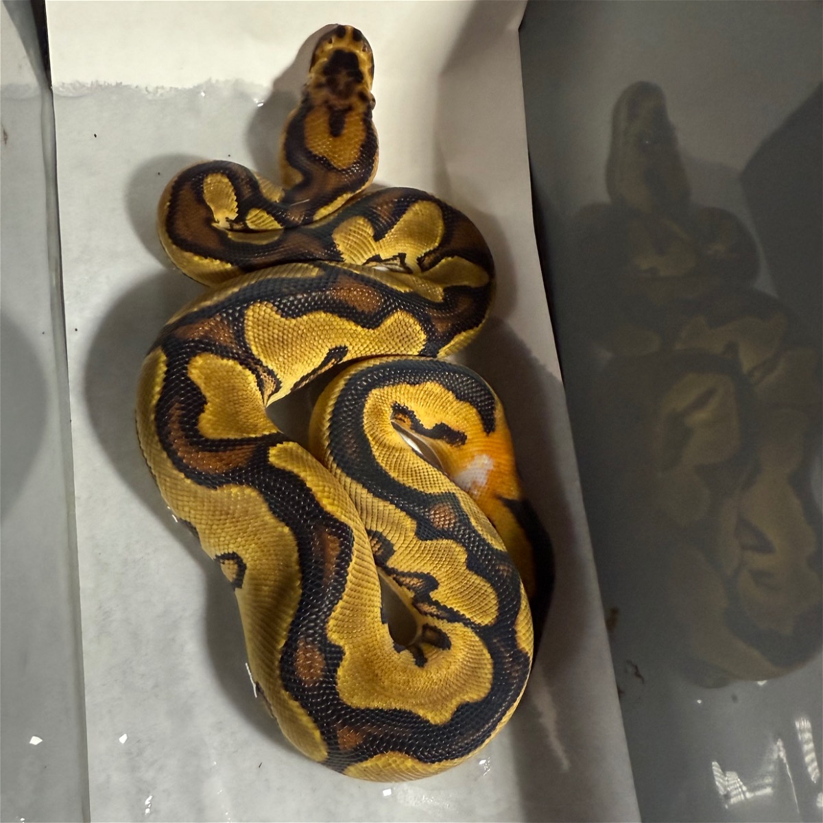 animal image