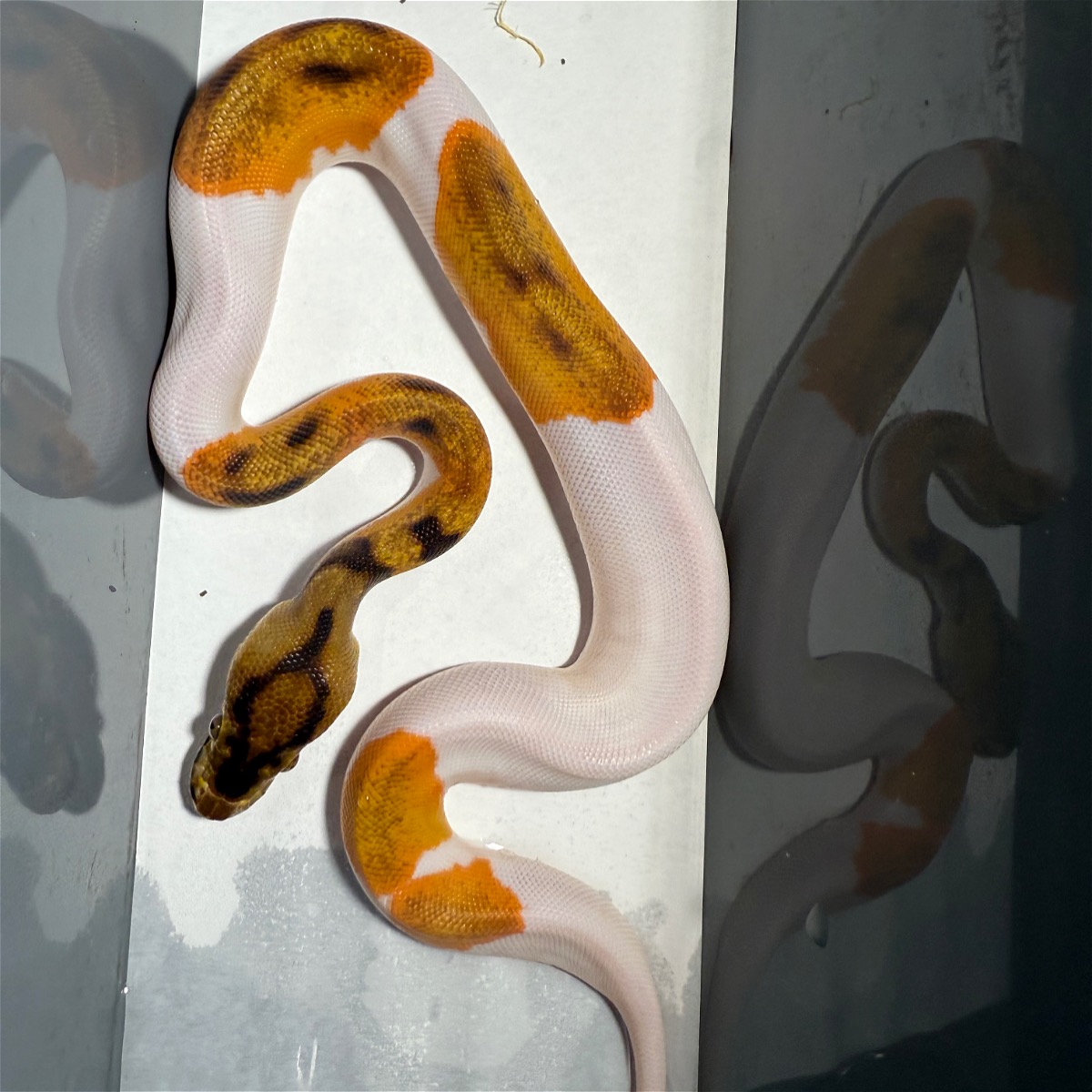 animal image