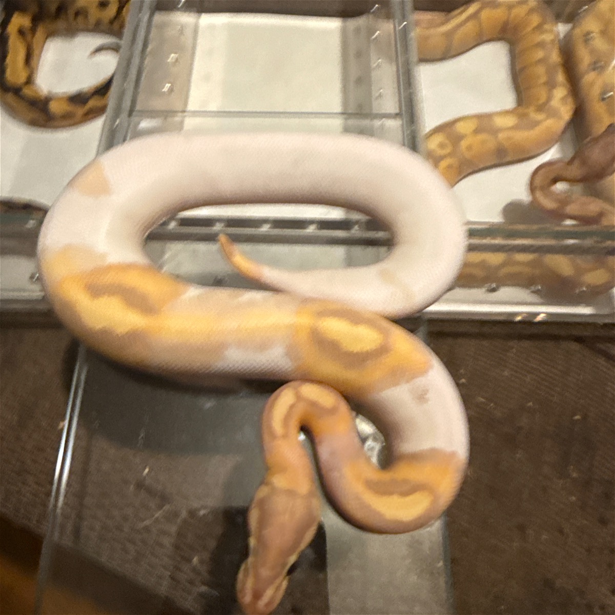 animal image