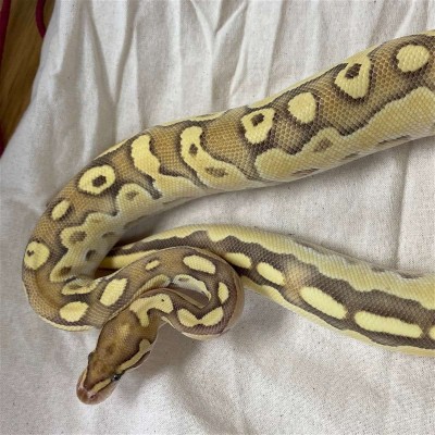 animal image